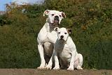 BOULEDOGUE AMERICAIN 322